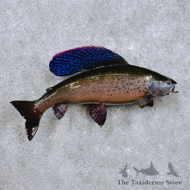 Arctic Grayling Fish Mount For Sale #14213 @ The Taxidermy Store