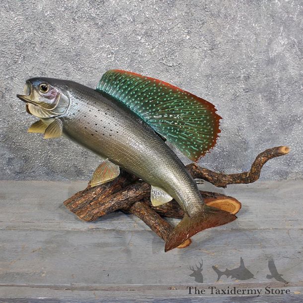 Arctic Grayling Fish Mount #11669- The Taxidermy Store