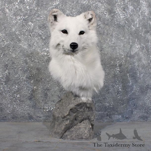 White Arctic Fox Pedestal #11707 For Sale @ The Taxidermy Store