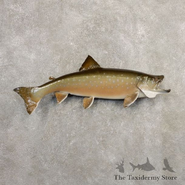 Arctic Char Fish Mount #20871 For Sale @ The Taxidermy Store