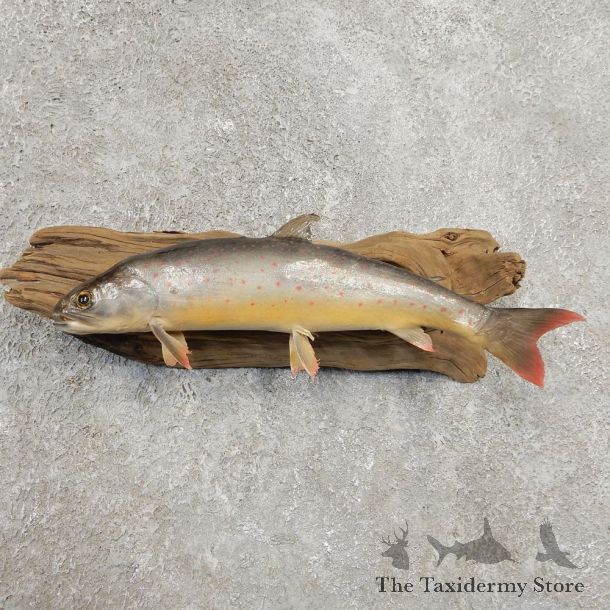 Arctic Char Fish Mount #20939 For Sale @ The Taxidermy Store