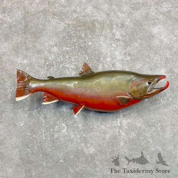 Arctic Char Fish Mount #25088 For Sale @ The Taxidermy Store