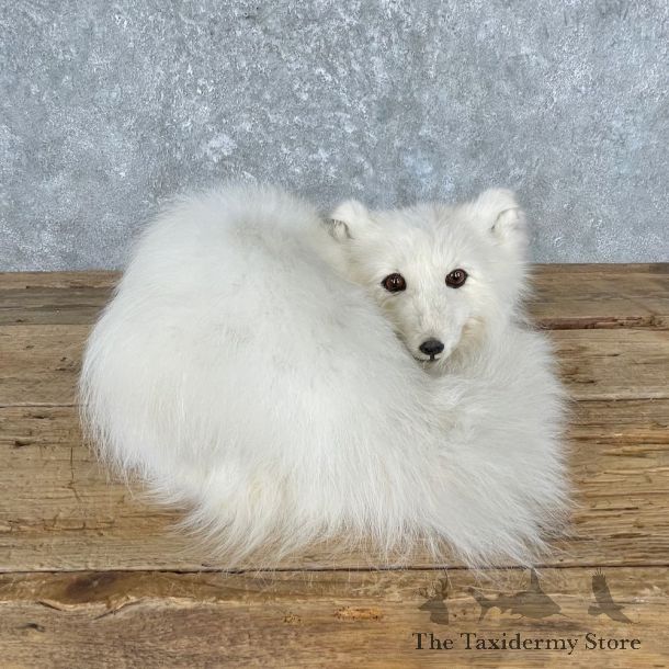 Arctic Fox Life-Size Mount For Sale #26973 @ The Taxidermy Store