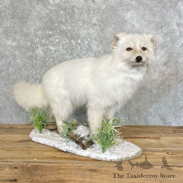 Arctic Fox Life-Size Mount For Sale #27602 @ The Taxidermy Store