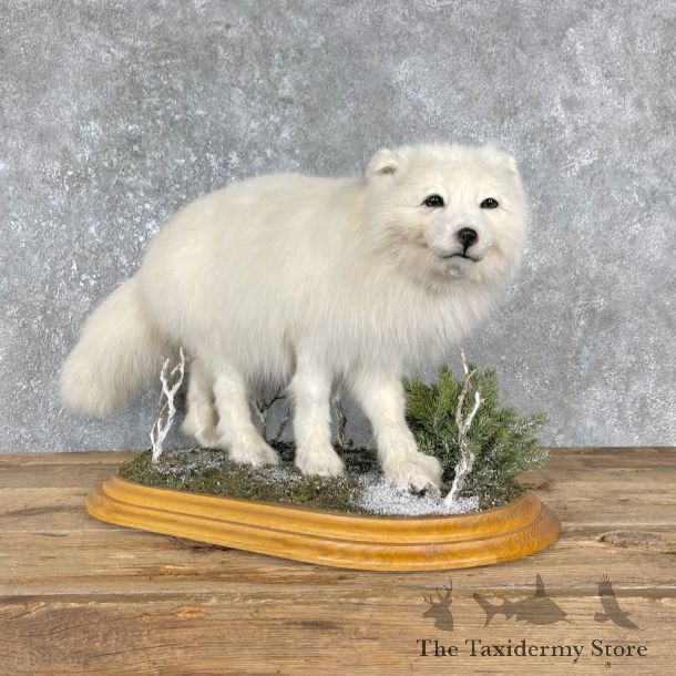 Arctic Fox Taxidermy Life-Size Mount For Sale #25561 @ The Taxidermy Store