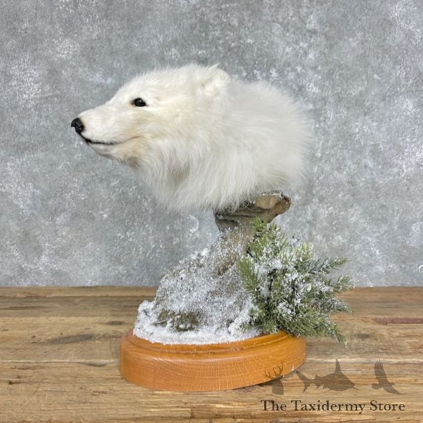 Arctic Fox Shoulder Pedestal Mount For Sale #25656 @ The Taxidermy Store