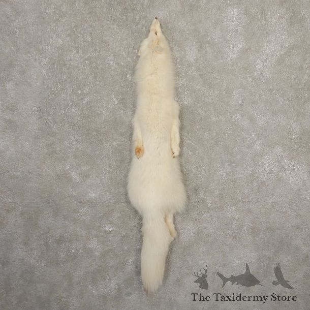 Arctic Fox Tanned Hide For Sale #20681 @ The Taxidermy Store