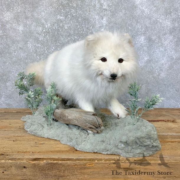 Arctic Fox Taxidermy Life-Size Mount For Sale #23912 @ The Taxidermy Store