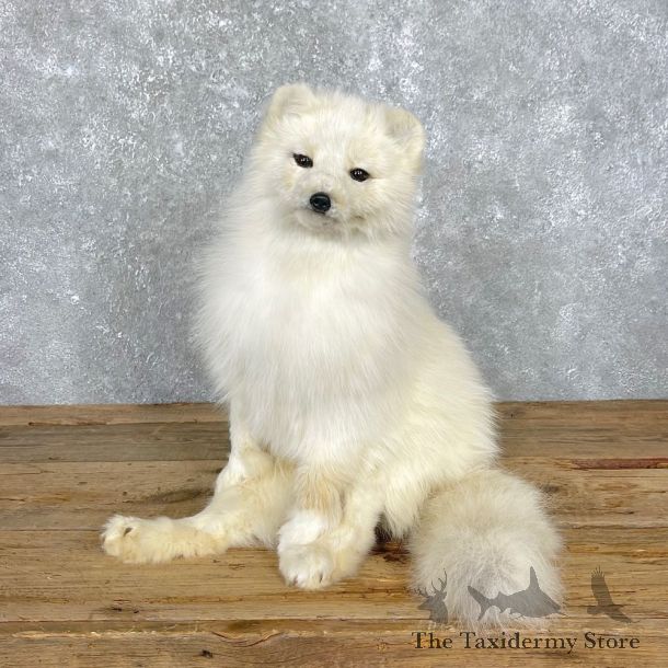 Arctic Fox Taxidermy Life-Size Mount For Sale #24821 @ The Taxidermy Store