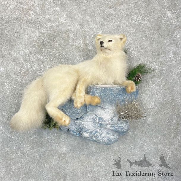 Arctic Fox Taxidermy Life-Size Mount For Sale #24922 @ The Taxidermy Store
