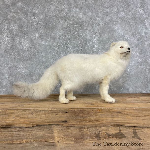 Arctic Fox Taxidermy Life-Size Mount For Sale #25235 @ The Taxidermy Store