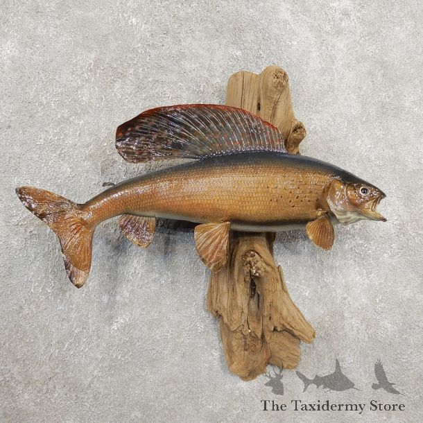 Arctic Grayling Fish Mount For Sale #20921 @ The Taxidermy Store