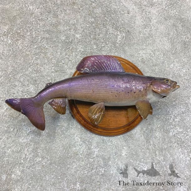 Arctic Grayling Fish Mount For Sale #21814 @ The Taxidermy Store