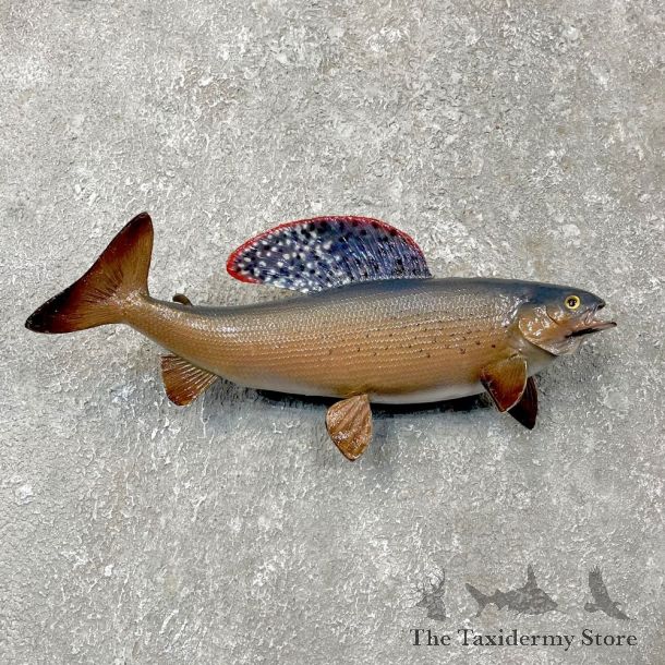 Arctic Grayling Fish Mount For Sale #24386 @ The Taxidermy Store