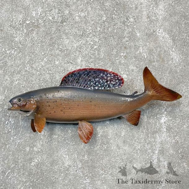 Arctic Grayling Fish Mount For Sale #24388 @ The Taxidermy Store