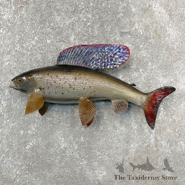 Arctic Grayling Fish Mount For Sale #24390 @ The Taxidermy Store