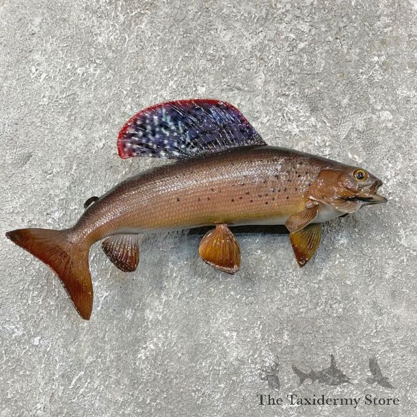 Arctic Grayling Fish Mount For Sale #24391 @ The Taxidermy Store