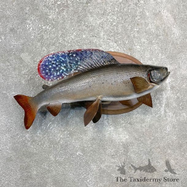 Arctic Grayling Fish Mount For Sale #24393 @ The Taxidermy Store