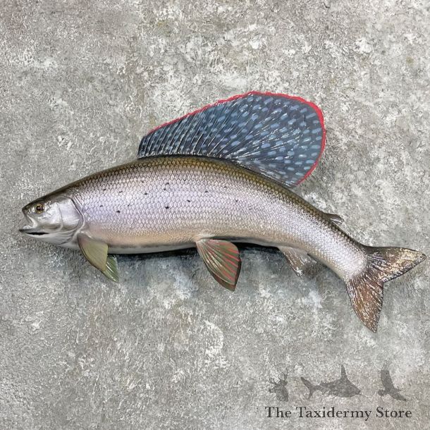 Arctic Grayling Fish Mount For Sale #27314 @ The Taxidermy Store