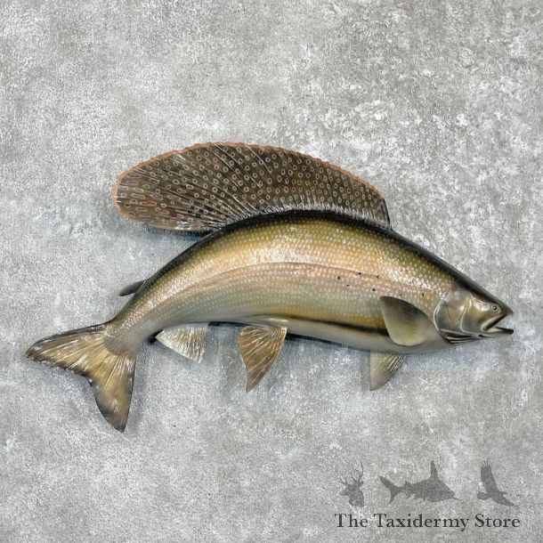 Arctic Grayling Fish Mount For Sale #27452 @ The Taxidermy Store