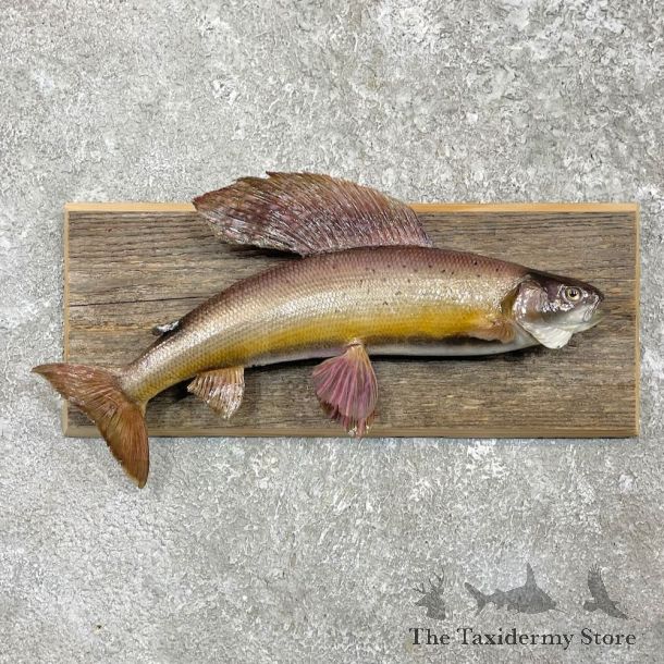 Arctic Grayling Fish Mount For Sale #27462 @ The Taxidermy Store