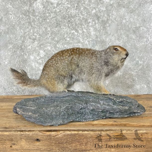 Arctic Ground Squirrel Mount For Sale #27597 @ The Taxidermy Store