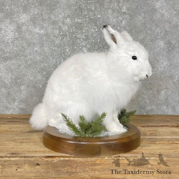 Arctic Hare Rabbit Mount #25662 For Sale @ The Taxidermy Store