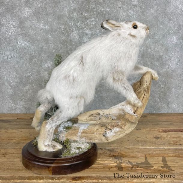 Arctic Hare Rabbit Mount For Sale #27957 @ The Taxidermy Store