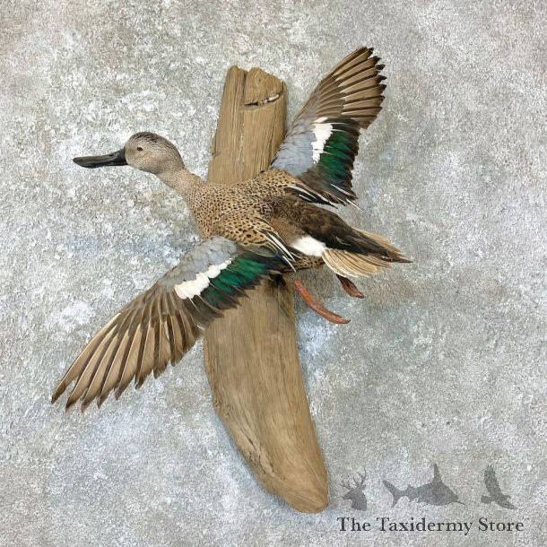 Argentine Red Shoveler Duck Mount For Sale #26703 @The Taxidermy Store