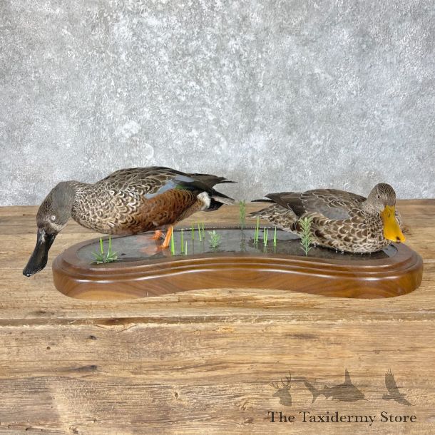 Argentine Red Shoveler Taxidermy Duck Mount For Sale #26648 @The Taxidermy Store