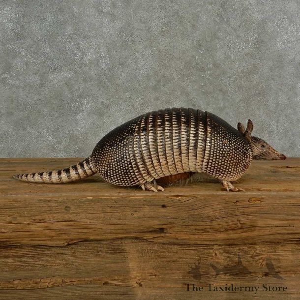 Armadillo Life-Size Mount For Sale #16831 @ The Taxidermy Store