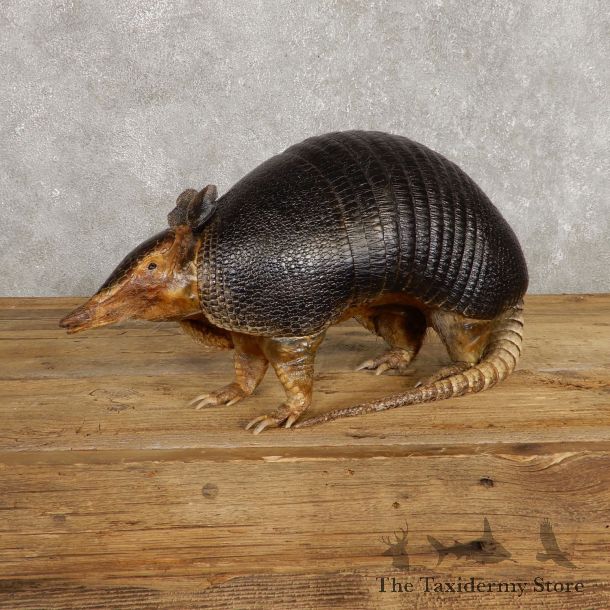 Armadillo Life-Size Mount For Sale #19930 @ The Taxidermy Stor