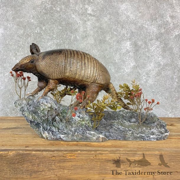 Armadillo Life-Size Mount For Sale #23184 @ The Taxidermy Store