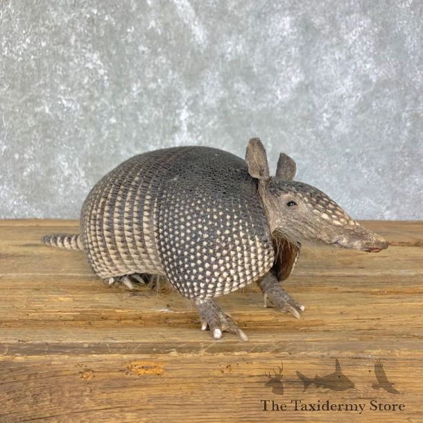 Armadillo Life-Size Mount For Sale #23975 @ The Taxidermy Store