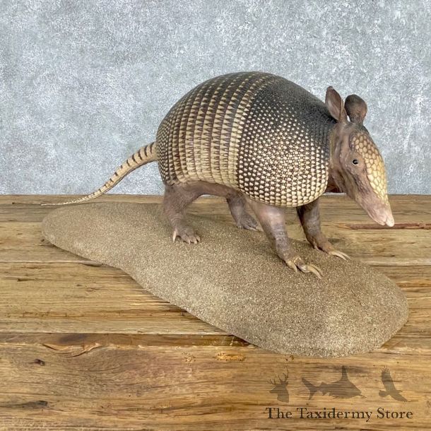 Armadillo Life-Size Mount For Sale #24168 @ The Taxidermy Store