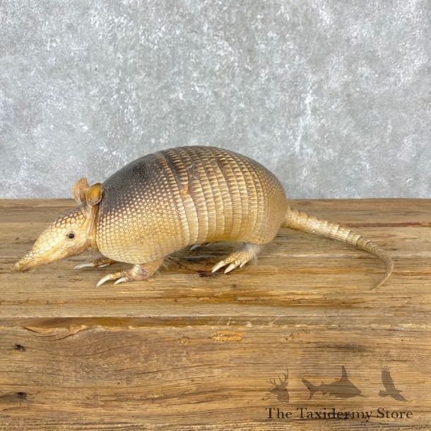 Armadillo Life-Size Mount For Sale #24405 @ The Taxidermy Store
