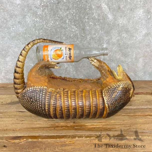 Armadillo Life-Size Mount For Sale #24406 @ The Taxidermy Store