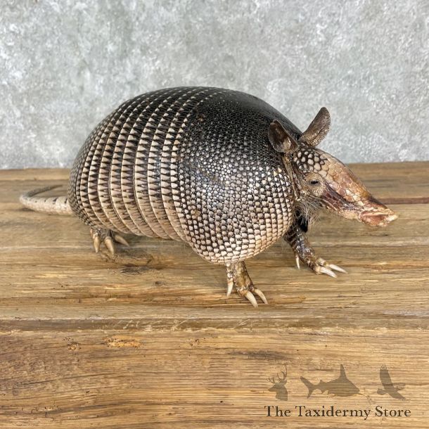 Armadillo Life-Size Mount For Sale #25504 @ The Taxidermy Store