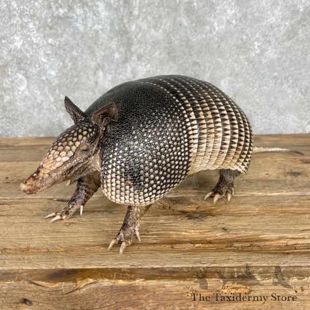 Armadillo Life-Size Mount For Sale #25505 @ The Taxidermy Store