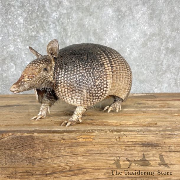 Armadillo Life-Size Mount For Sale #25506 @ The Taxidermy Store