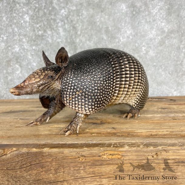 Armadillo Life-Size Mount For Sale #25507 - The Taxidermy Store