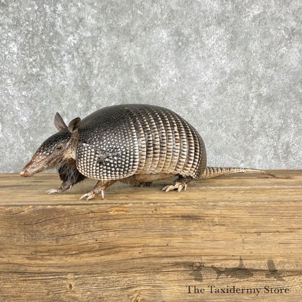 Armadillo Life-Size Mount For Sale #25508 - The Taxidermy Store