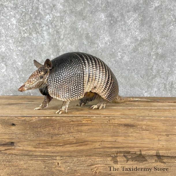 Armadillo Life-Size Mount For Sale #25509 - The Taxidermy Store
