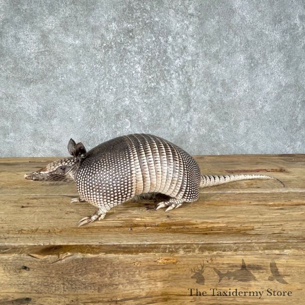 Armadillo Life-Size Mount For Sale #25657 - The Taxidermy Store