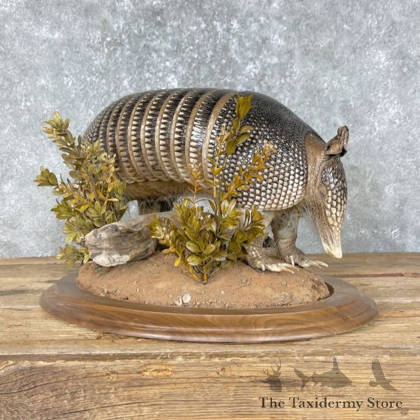 Armadillo Life-Size Mount For Sale #25658 - The Taxidermy Store