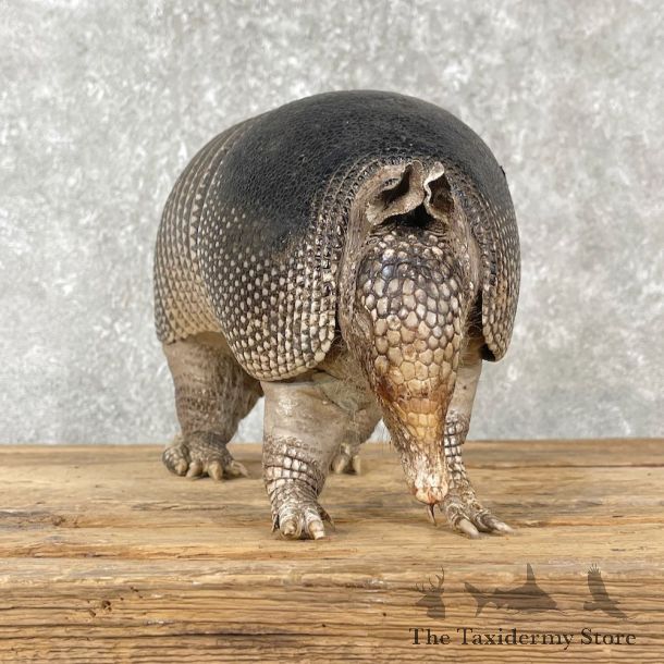 Armadillo Life-Size Mount For Sale #26017 @ The Taxidermy Store