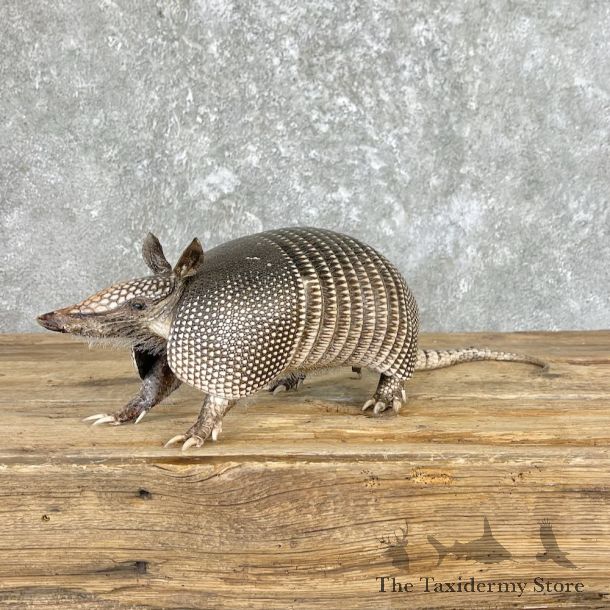 Armadillo Life-Size Mount For Sale #26558 @ The Taxidermy Store