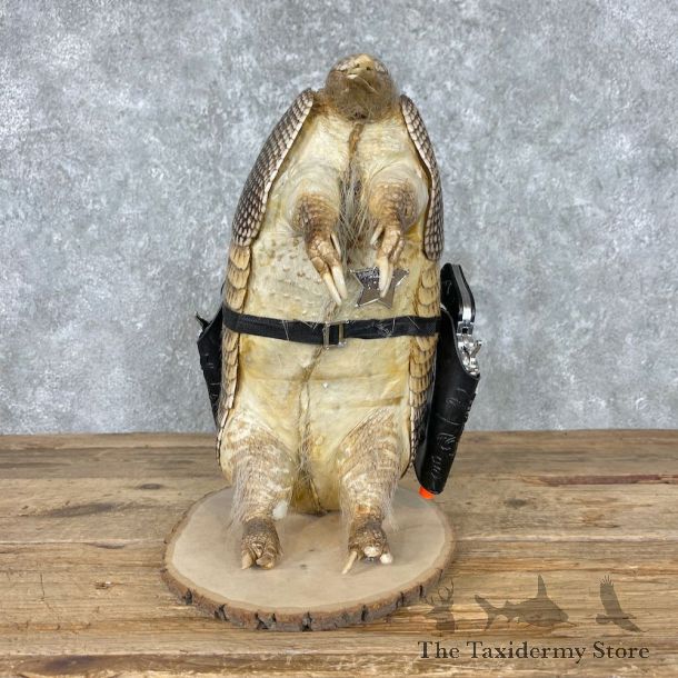 Armadillo Life-Size Mount For Sale #27027 @ The Taxidermy Store