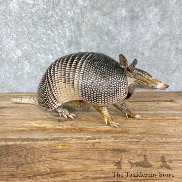 Armadillo Life-Size Mount For Sale #27210 - The Taxidermy Store
