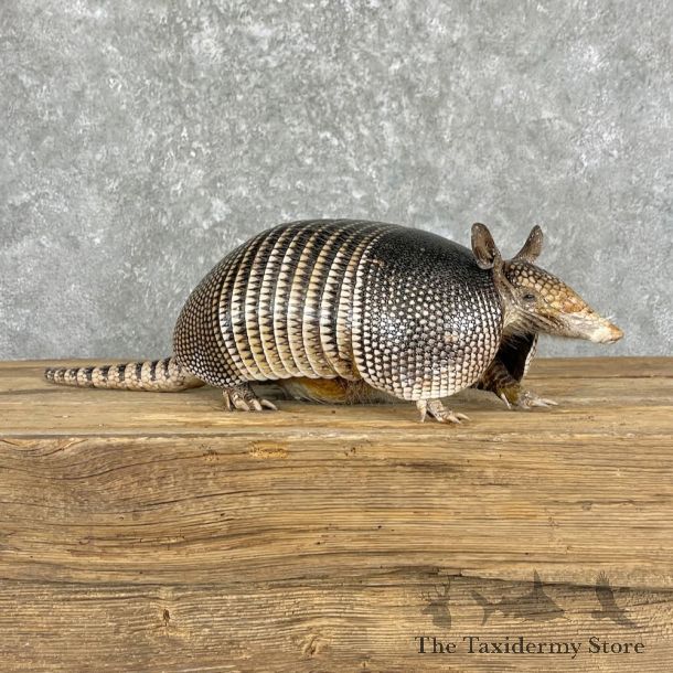 Armadillo Life-Size Mount For Sale #27377 @ The Taxidermy Store
